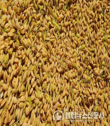 가루쌀 생산단지 수확- 해남 황산면 연당리