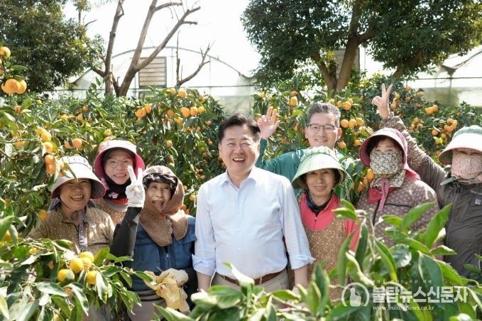 극조생감귤 수확농장 일손돕기