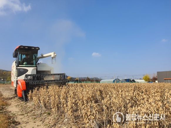 경기 장류콩 브랜드화 전략 수립(콩 콤바인 수확)