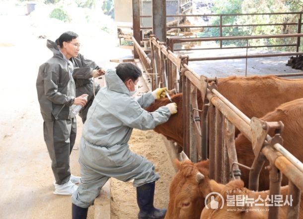 소 럼피스킨병 백신접종