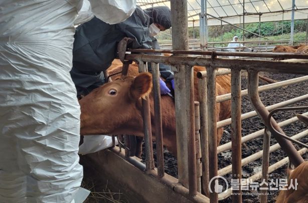 럼피스킨병 백신 접종