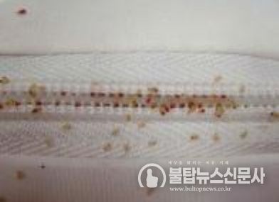 충북도, 빈대 확산 방지를 위한 숙박업·목욕장업 위생점검 추진!