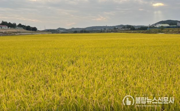 식량작물공동경영체 육성- 벼