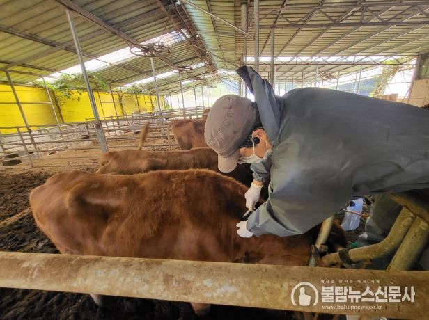 럼피스킨 해충방제 예방접종