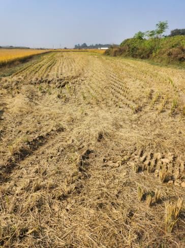 벼 수확 후 가을갈이 전 사진