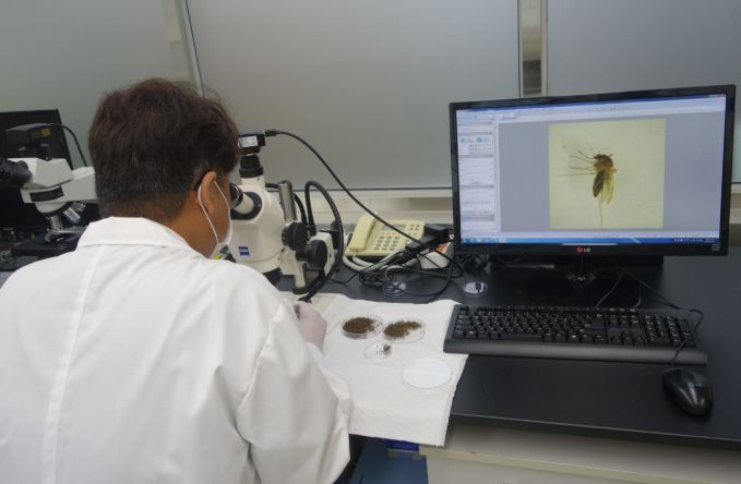 작은빨간집모기