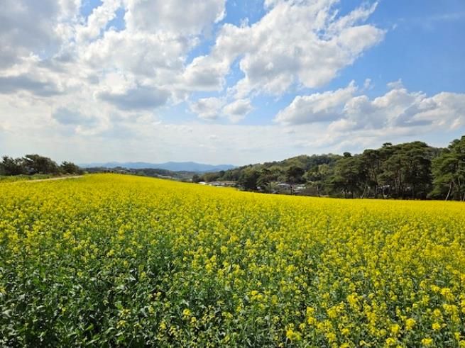 정읍시, 동계 경관작물 재배 농가에 경관보전직불금 3200만원 지급(고부 덕안·입석지구)