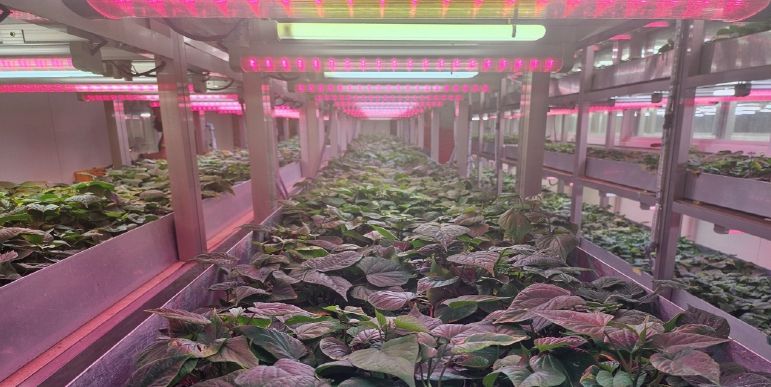 고구마 조직배양묘 분양