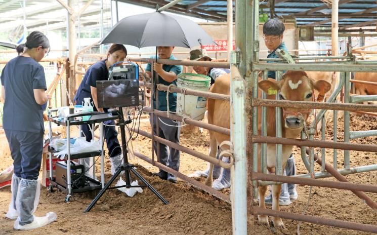 임실군, 저지종 공란우 채란(OPU) 본격 착수