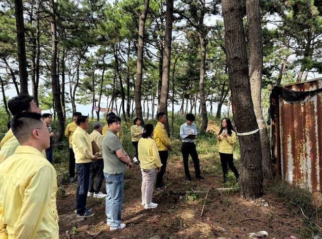 신안군 자은도, 소나무재선충병 발생