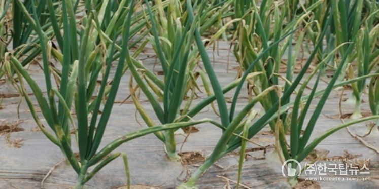 영광군, 양파 노균병 확산 예방 총력 대응